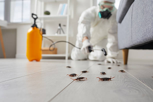 Commercial Rodent Management in District Heights